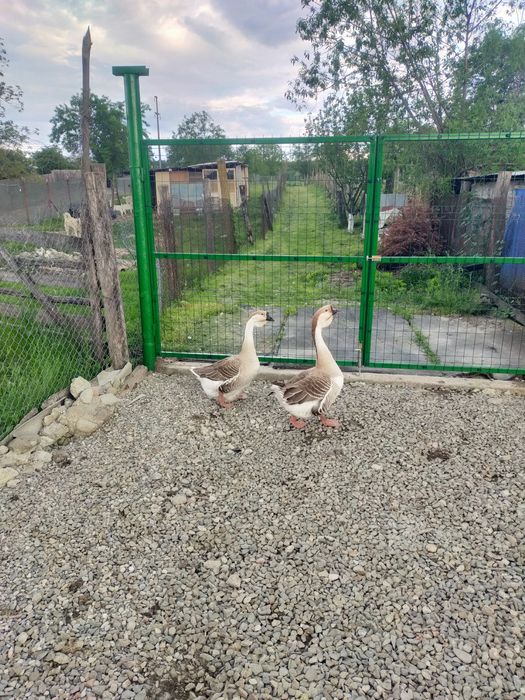 Vând ouă gâscă leșească