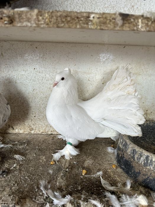 Disponibila pereche voltati indieni almond