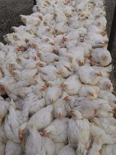 Ferma de pui vacareni