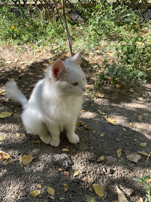Отдам котёнка в добрые руки