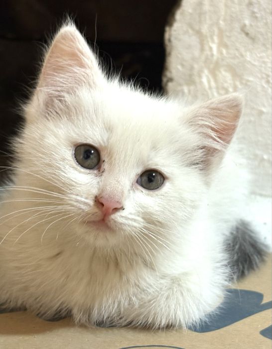 Котята ищут дом Алматы