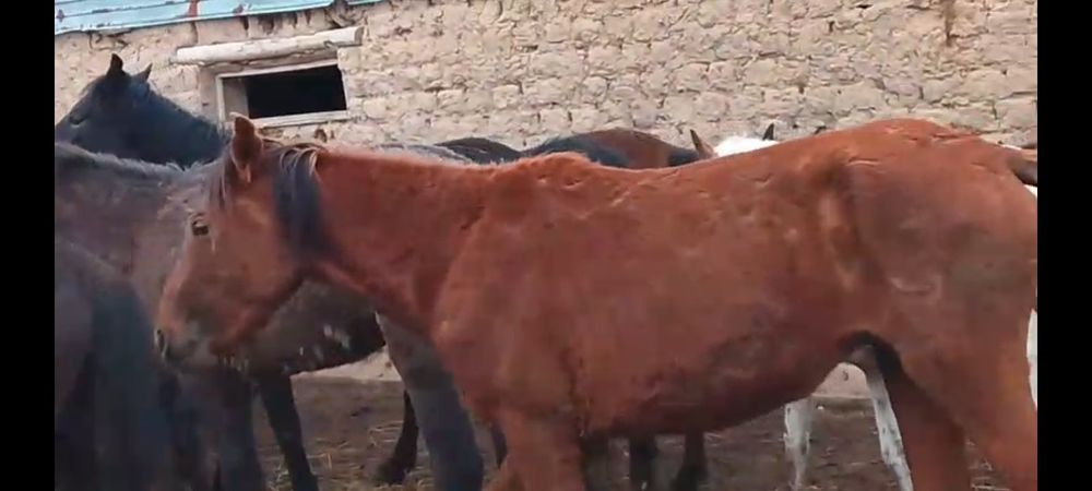 20 бас Кунандар сатылады Алматы обл