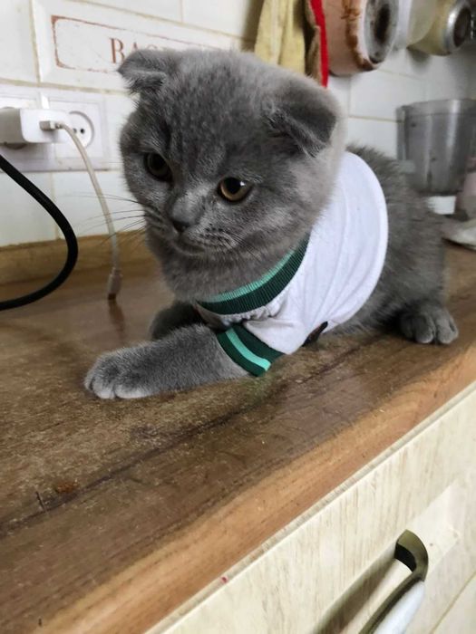 Кошка британская 3 месяца