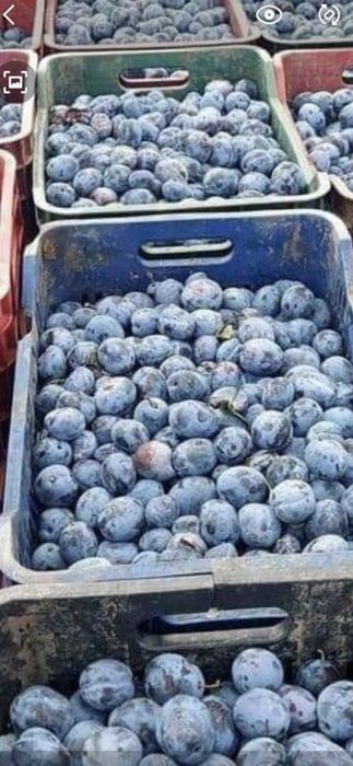 Prune pentru țuică – recoltă bogată, dulci și parfumate