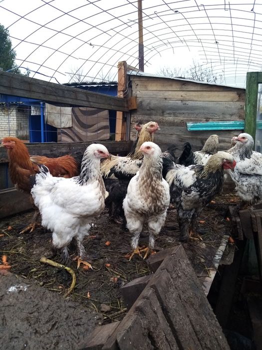 Продам питухов породы брама
