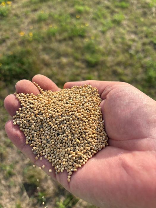 Semințe Mei selectat ideal si pentru samantareminte