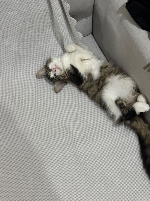 Отдам котенка девочку ,в хорошие добрый руки