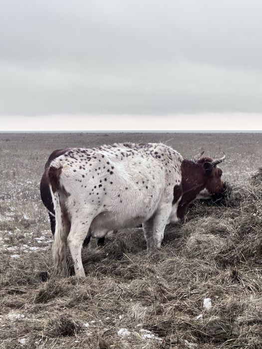 Продам срочно крс каровы