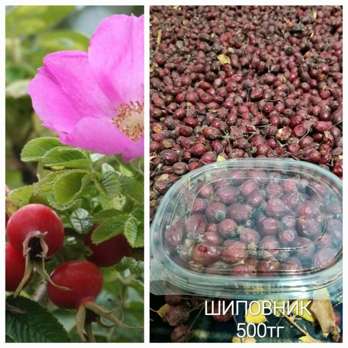 Боярышник и шиповник