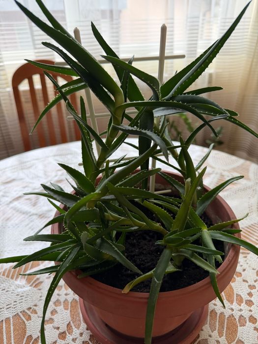 Продавам алое вера