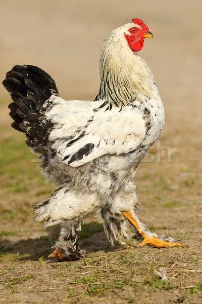 Продаются петухи