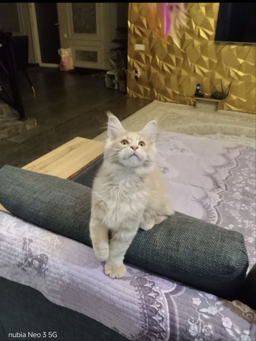 Продается котенок Мейн -кун