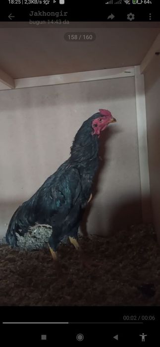 Сотилади дакан хуроз