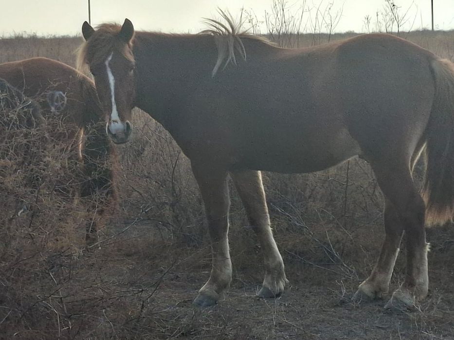 Мінгі аиғыр сатылады