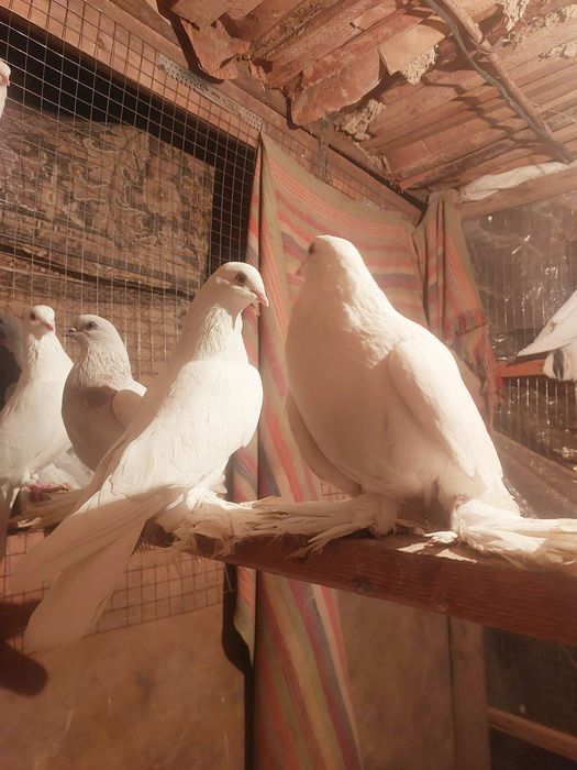 Продам белый тасманы с греблями