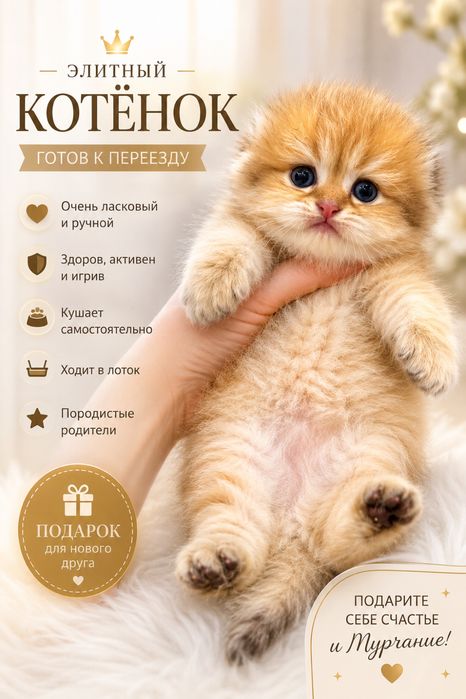 Продается мимишка фолд