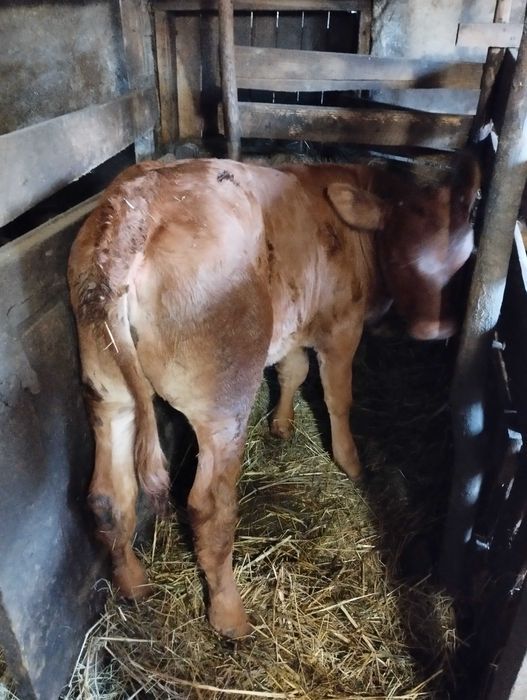 Vând vițea de 3 luni