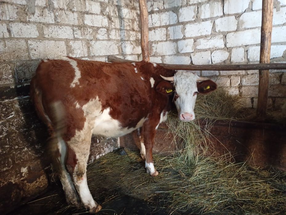 Taur bălțat românesc și juninci posibil gestante