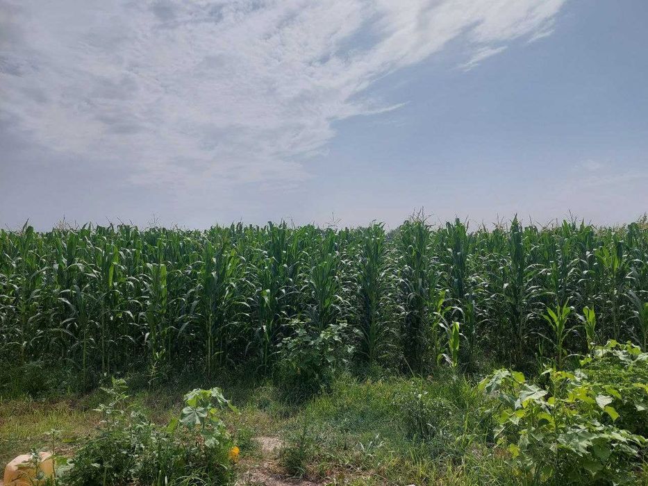 Ferma va hovli sotiladi – 5 xonali uy, molxona, 30 sotix jami.