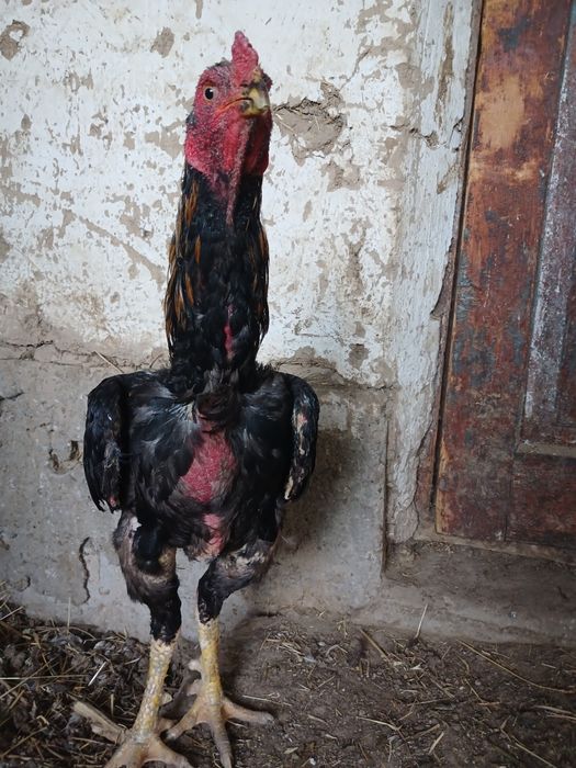 Дакан қораз сатылады