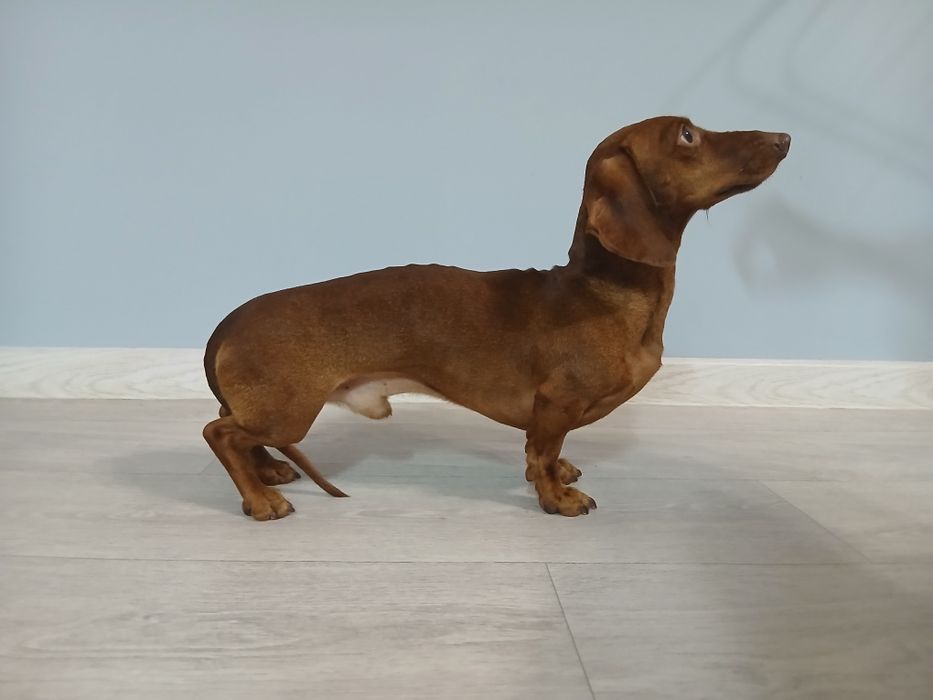 ВЯЗКА |Кроличья такса| Элитный кобель