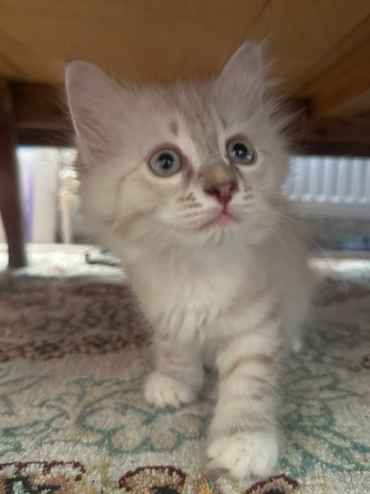 Hayland strayt 2 ta bolasi bor