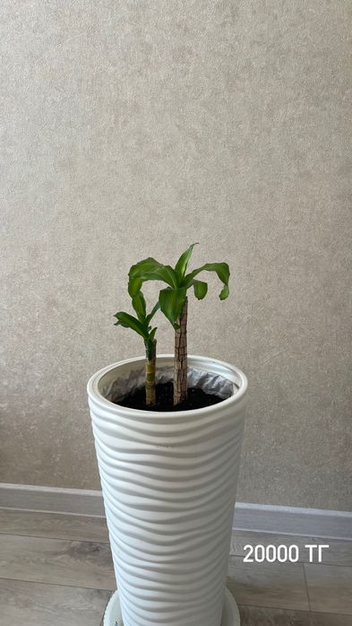 Продается пальма