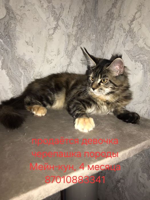 В продаже красотка девочка черепашка породы Мейн-кун