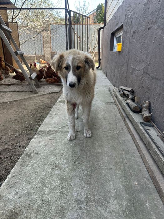 Собака очень игривая добрая в Хорошие руки