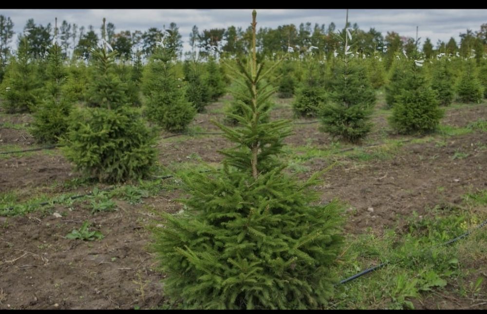 Саженцы  деревья