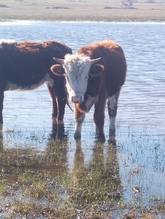 Продам бычков больших
