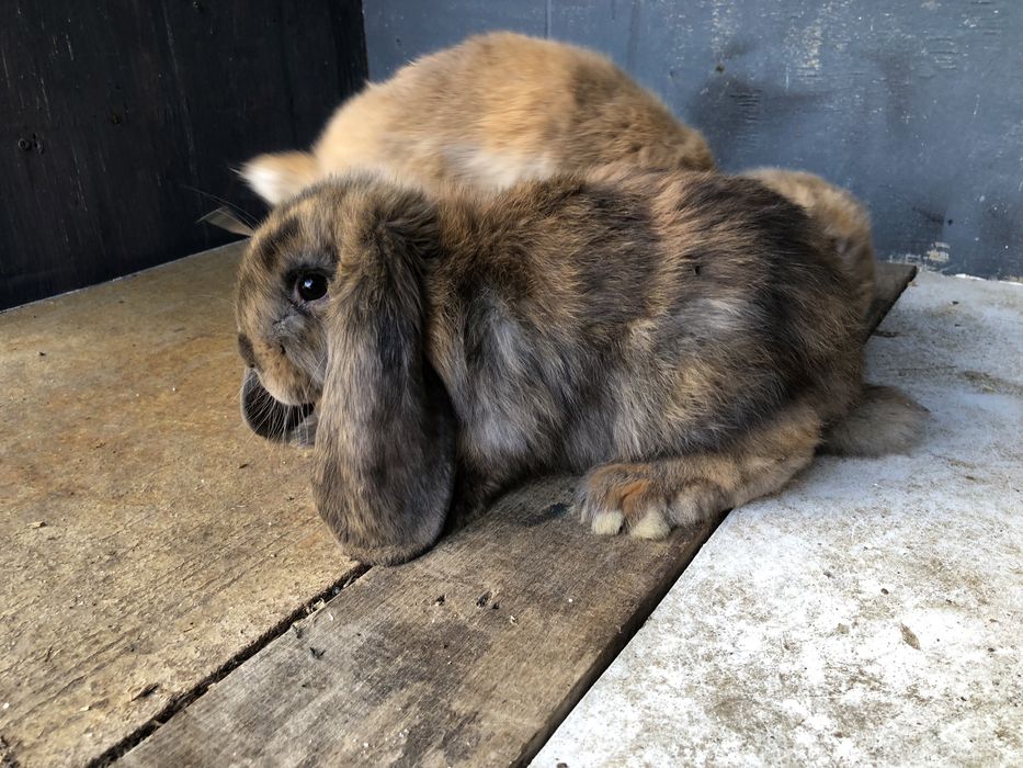 Berrbec German Masculi