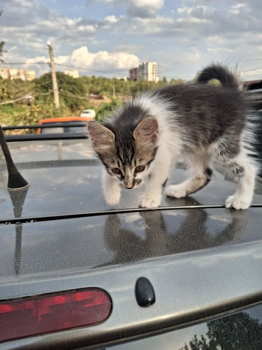 Подарява малки котета на два месеца. Перник  кв Тева.