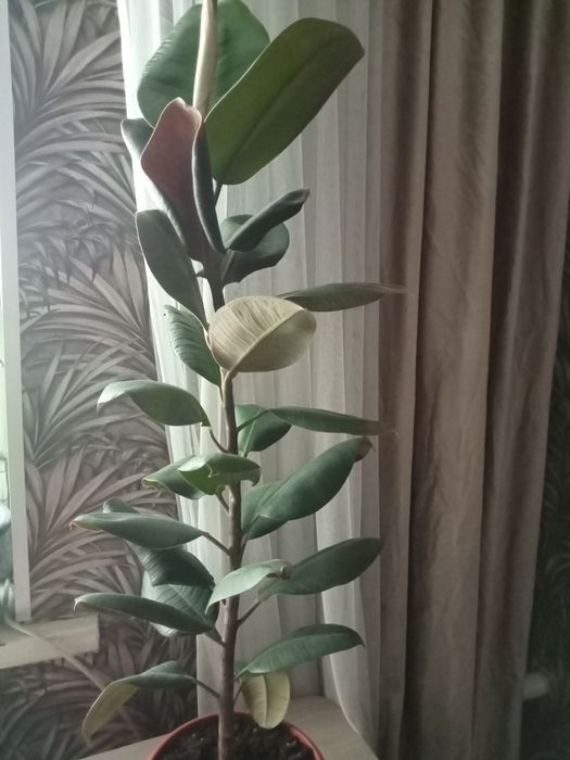 Продам фикус 80 см
