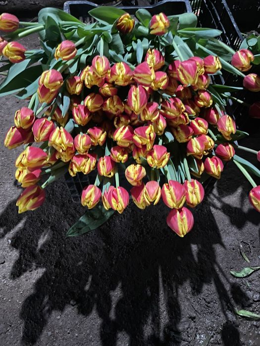 Тюльпаны оптом и розницу