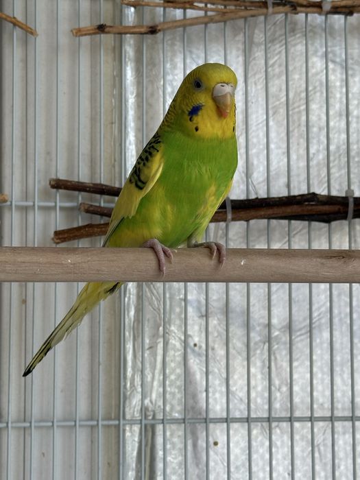 Волнистый попугай