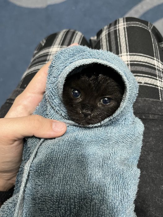 Отдам котенка,черная,девочка,примерно 4 месяца