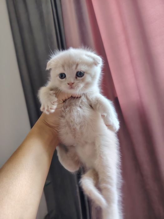 Готовятся на продажу котята