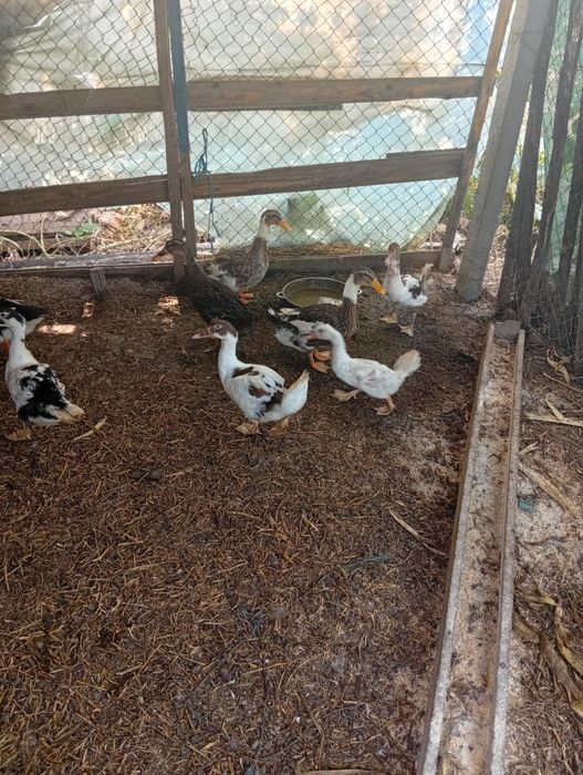Rate de vânzare preț 40 lei bucata