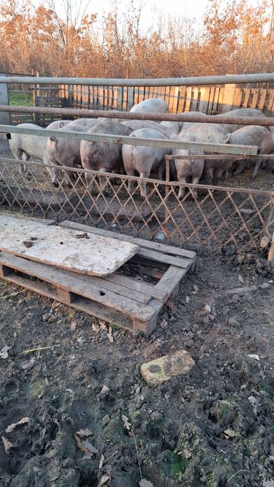 Селскостопански животни