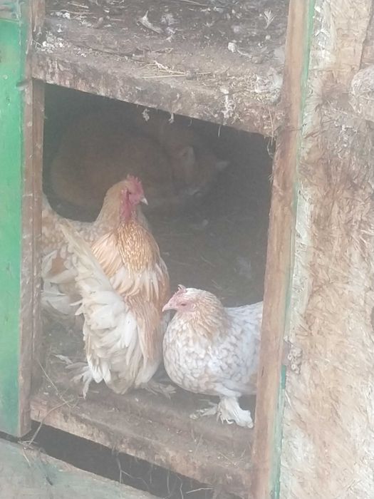 Vînd gîinuse pitice un cocosi și o gîină