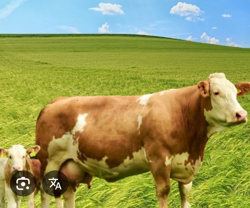 Sut emdi smental buzoqlar sotiladi