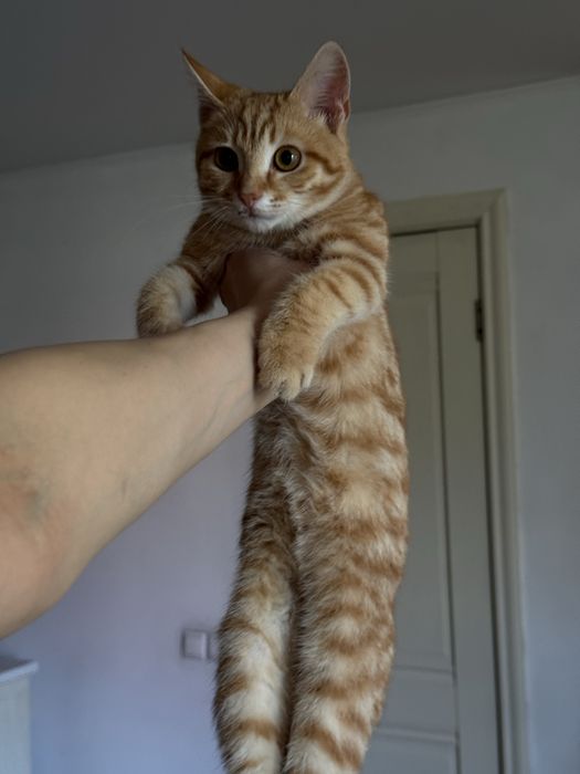 Котенок мальчик