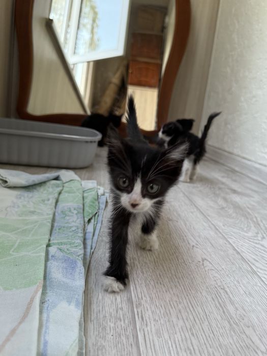 срочно! заберите котенка!