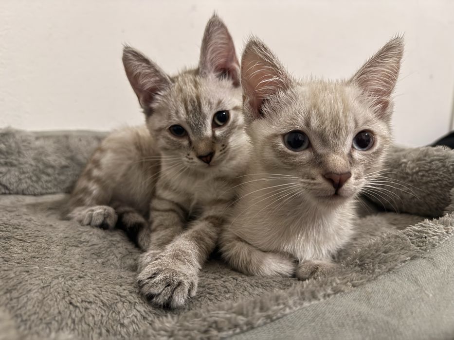 Котята бесплатно