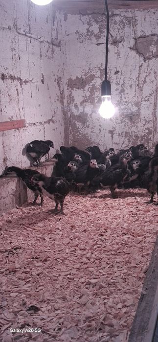 Чёрный Австралорп балапандар сатылады.