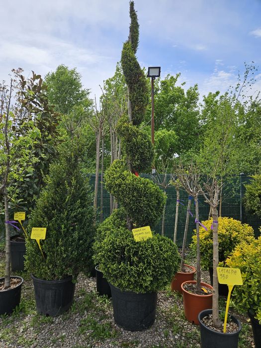 Leylandy toate dimensiunile