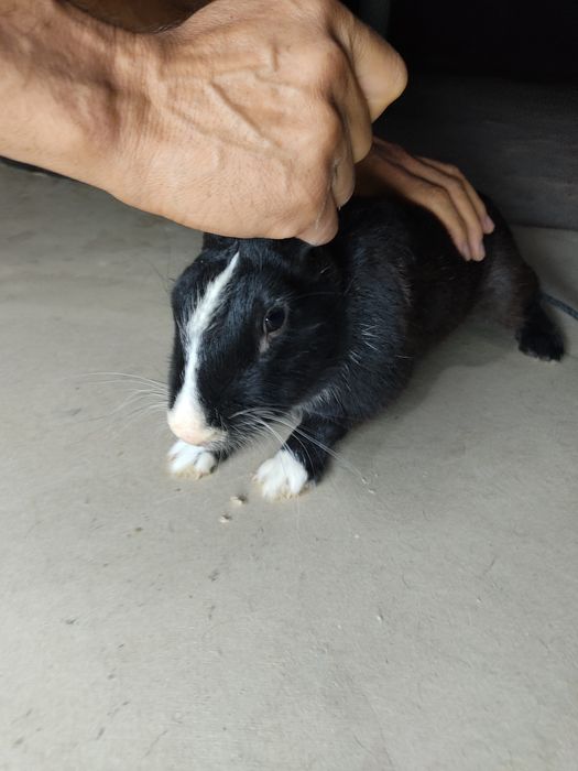 Erkak quyon sotiladi