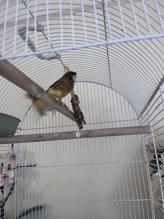 Cauta alta casa , familie  de canari (el canta foarte frumos ) .