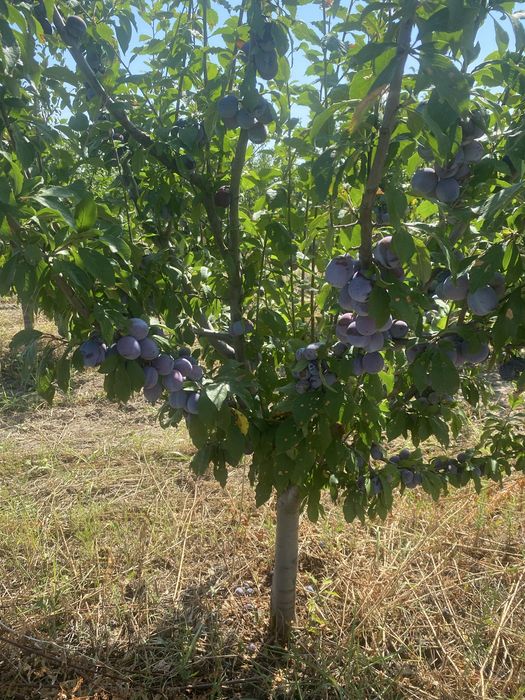 Prune de vanzare Tifesti, Anna Spath ,aproape coapte !!!